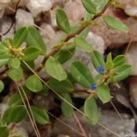 Polygala telephioides Willd. LC